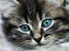 Kot, Mordka, Niebieskie, Oczy