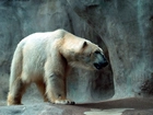 Niedźwiedź, Polarny, Skała