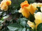 Kwiat, Żółto, Pomarańczowa, Róża, Pączek, Liście