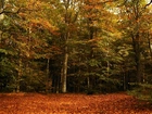 Las, Jesienią, Drzewa, Liście