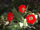 Kwiaty, Tulipany, Czerwone