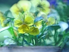 Bratki, Żółte, Kwiaty