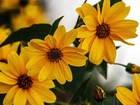 Żółte, Kwiaty, Rudbekia