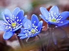 Niebieskie, Kwiaty, Przylaszczki