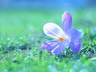 Krokus, Fioletowy, Kwiat