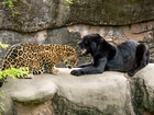 Jaguar, Pantera, Skały