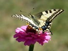 Motyl, Paż królowej, Kwiat