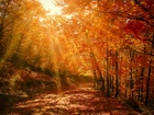 Jesień, Las, Droga, Przebijające, Światło, Promieni, Słonecznych