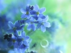 Niezapominajki, Niebieskie, Kwiaty