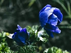 Niebieskie, Kwiaty, Światło