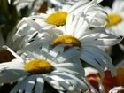 Kwiaty, Margerytki