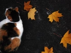 Kot, Liście, Jesień
