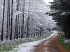 Zimowy, Pejzaż, Droga, Przez Las