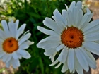 Białe, Kwiaty, Margerytki