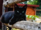 Leżący, Czarny, Kot