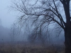 Mgła, Drzewo