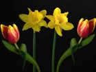 Tulipany, Żonkile