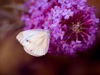 Motyl, Bielinek, Kwiat, Makro