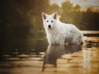 Pies, Woda, Biały Owczarek Szwajcarski