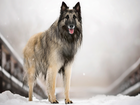 Pies, Owczarek belgijski tervueren, Mostek, Śnieg