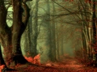 Jesień, Las, Droga, Drzewa, Liście, Mgła