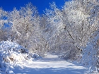 Las, Drzewa, Śnieg, Zima, Droga