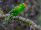Zielona, Papuga, Modrolotka żółtoczapeczkowa