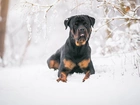 Pies, Rottweiler, Śnieg, Gałązki