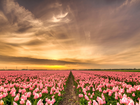 Plantacja, Różowe, Tulipany, Wschód słońca