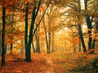 Jesień, Las, Drzewa, Roślinność