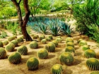 Kaktusy, Park, Ogród, Sunnylands Center Gardens,  Rancho Mirage, Kalifornia, Stany Zjednoczone
