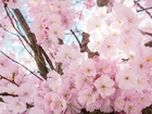 Drzewo owocowe, Wiśnia japońska, Kwiaty, Gałązki