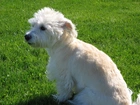 Dandie Dinmont Terrier, soczysta, trawa