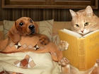 Pies, Kot, Książka, Śmieszne