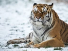 Leżący, Tygrys, Zima, Śnieg