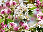 Kwiaty, Gałęzie, Drzewo owocowe, Jabłoń, Grafika