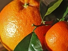 Pomarańcze, Gałązka
