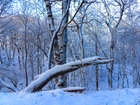 Zima, Śnieg, Las, Drzewa, Konar, Gałęzie
