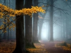 Las, Drzewa, Jesień, Mgła, Gałąź, Żółte, Liście, Ścieżka