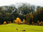 Las, Drzewa, Mgła, Łąka, Krowy, Jesień