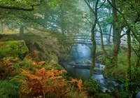 Las, Rzeka Burbage Brook, Drzewa, Paprocie, Omszałe, Kamienie, Mostek, Mgła, Park Narodowy Peak District, Hrabstwo Derbyshire, Anglia
