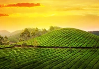 Indie, Stan Kerala, Munnar, G?ry Kardamonowe, Wzg?rze, Plantacja, Herbata