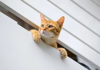 Kot, Rudy, Balkon