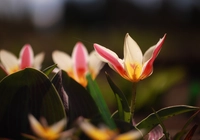 Tulipany, Kwiaty, Rozkwitnięte