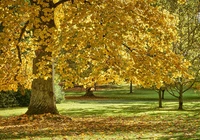 Jesień, Park, Drzewo, Klon