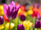 Kwiat, Tulipan, Rozświetlony