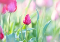 Kwiaty, Tulipany, Liście, Rozmycie