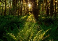 Las deszczowy, Quinault Rainforest, Promienie słońca, Paprocie, Drzewa, Park Narodowy Olympic, Waszyngton, Stany Zjednoczone