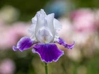 Kwiat, Biało-fioletowy, Irys