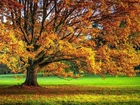 Łąka, Drzewo, Jesień, Liście